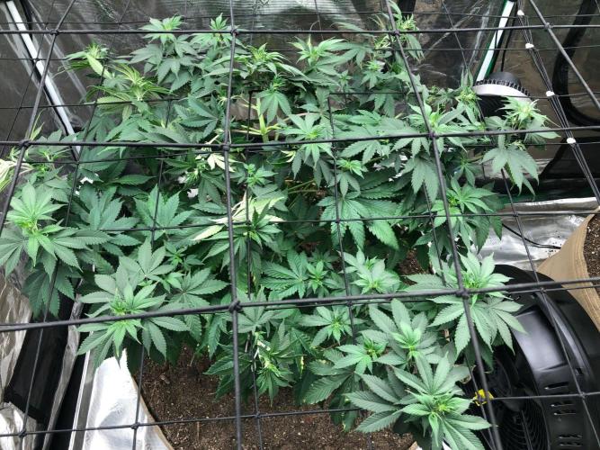 Lemonchello Haze Seedsman Indoor Summer. Week 9