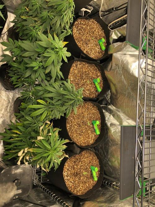 Northern Lights #5 Haze Cinderella 99. Week 0