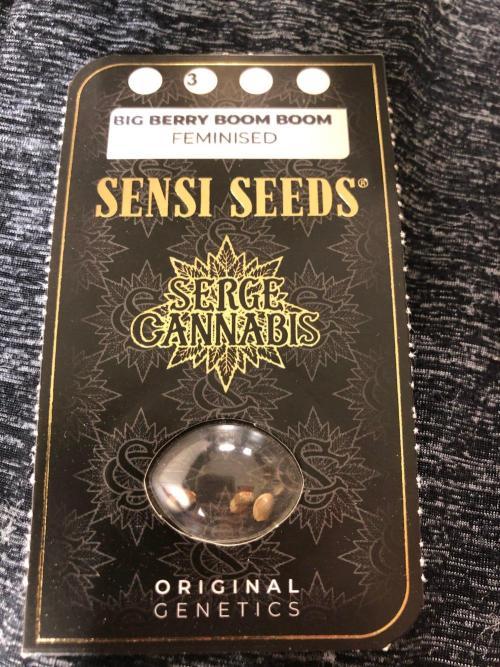 Big Berry Boom Boom Sensi Indoor Fall. Week 0
