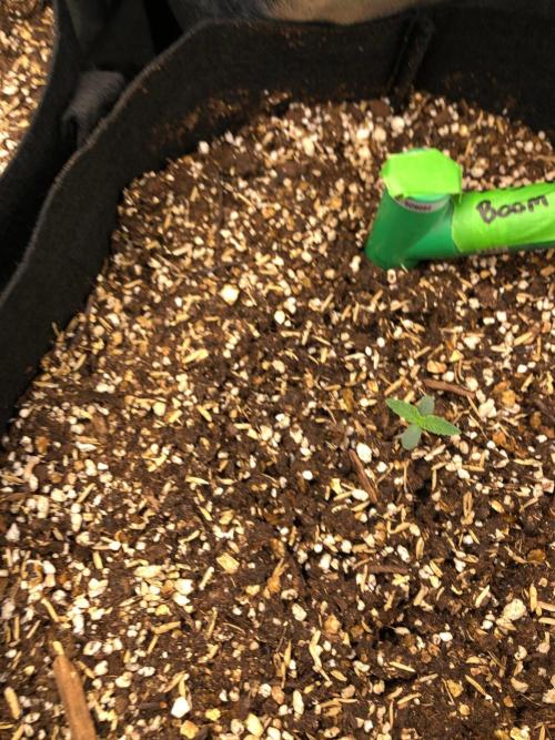 Big Berry Boom Boom Sensi Indoor Fall. Week 0