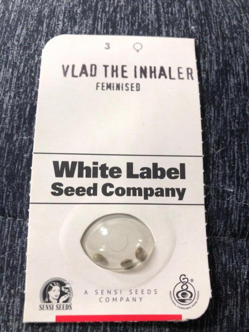 Vlad The Inhaler Sensi Indoor Fall. Week 0