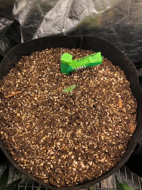 Vlad The Inhaler Sensi Indoor Fall. Week 0
