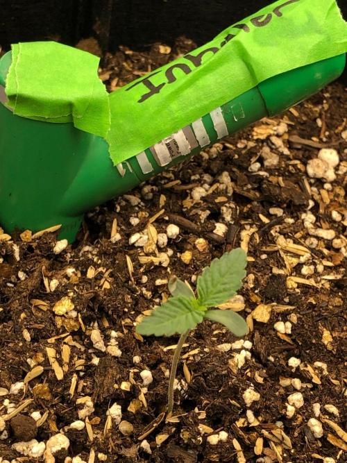 Vlad The Inhaler Sensi Indoor Fall. Week 0