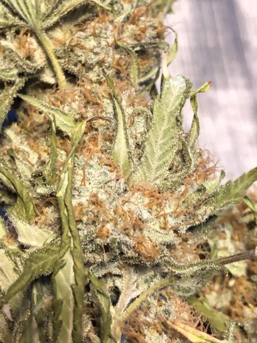 White Domina Kannabia Indoor Spring 26. Week 19