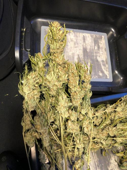 White Domina Kannabia Indoor Spring 26. Week 19