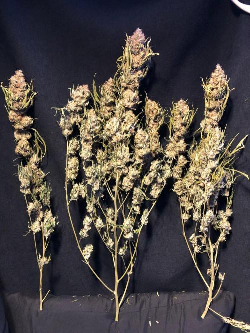 White Domina Kannabia Indoor Spring 26. Week 19