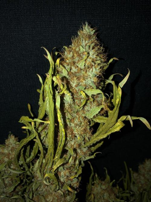 White Domina Kannabia Indoor Spring 26. Week 19