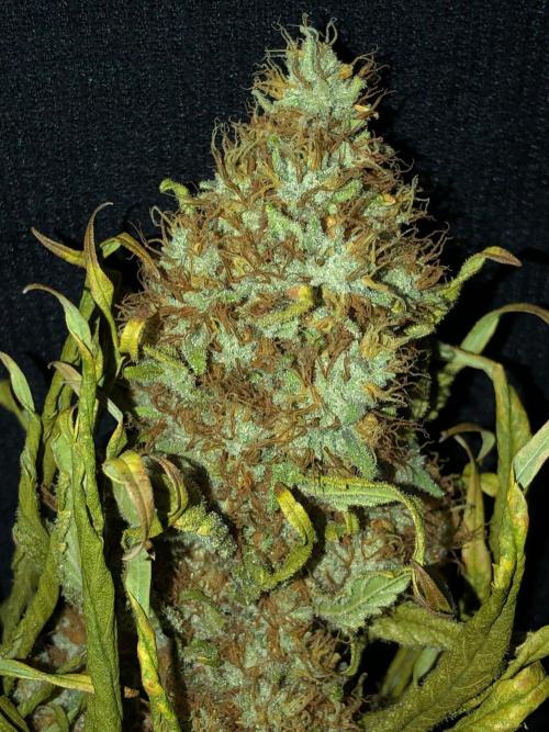 White Domina Kannabia Indoor Spring 26. Week 19