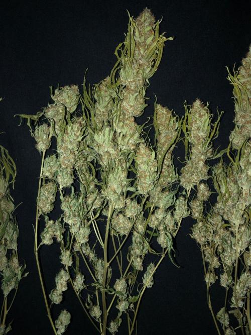 White Domina Kannabia Indoor Spring 26. Week 19