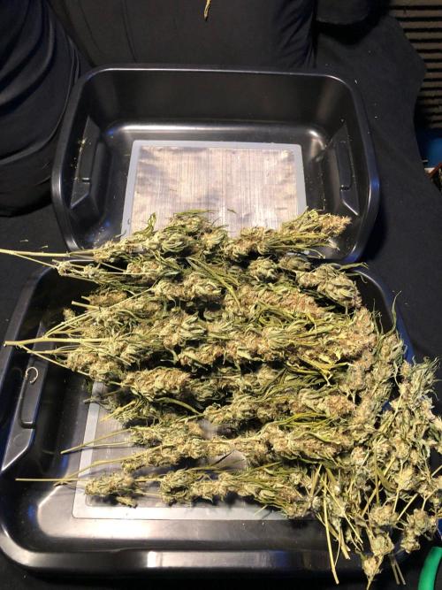 White Domina Kannabia Indoor Spring 26. Week 19