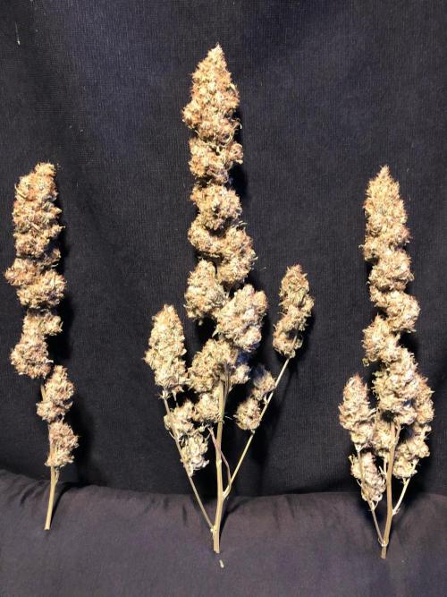 White Domina Kannabia Indoor Spring 26. Week 19