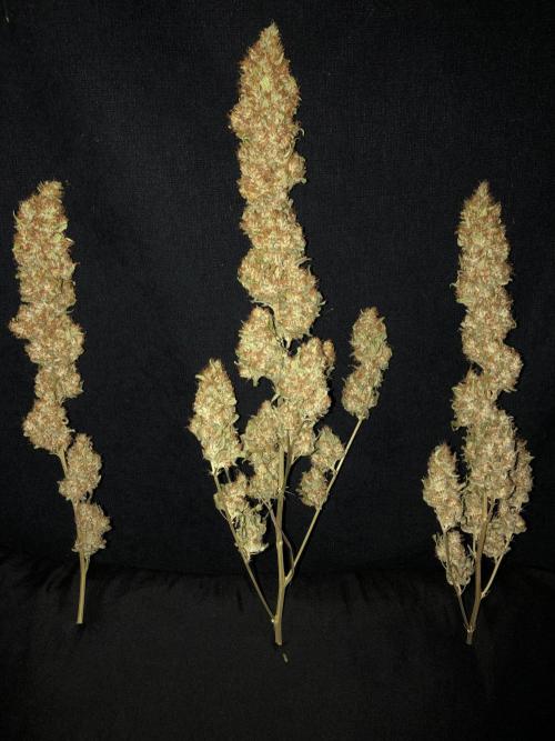 White Domina Kannabia Indoor Spring 26. Week 19
