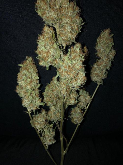 White Domina Kannabia Indoor Spring 26. Week 19
