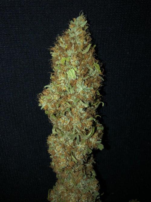 White Domina Kannabia Indoor Spring 26. Week 19