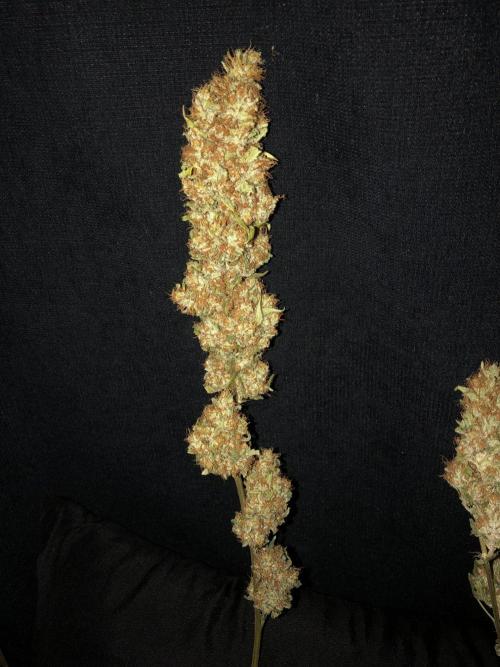 White Domina Kannabia Indoor Spring 26. Week 19