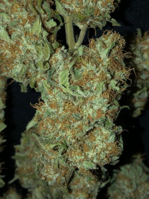White Domina Kannabia Indoor Spring 26. Week 19