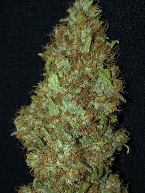 White Domina Kannabia Indoor Spring 26. Week 19