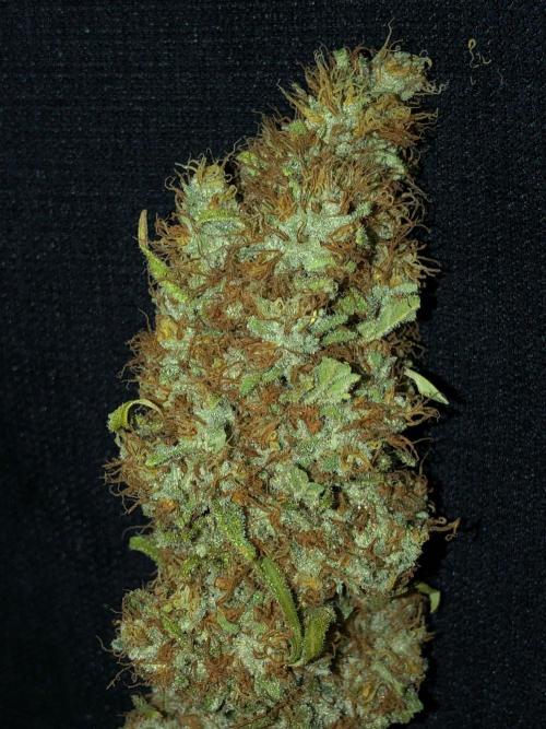 White Domina Kannabia Indoor Spring 26. Week 19