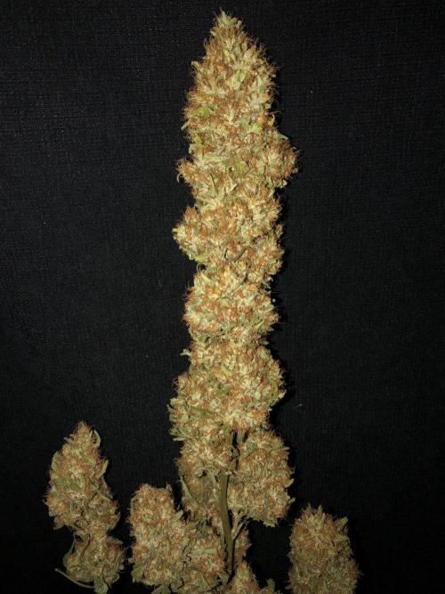 White Domina Kannabia Indoor Spring 26. Week 19