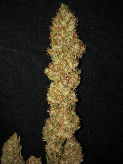 White Domina Kannabia Indoor Spring 26. Week 19