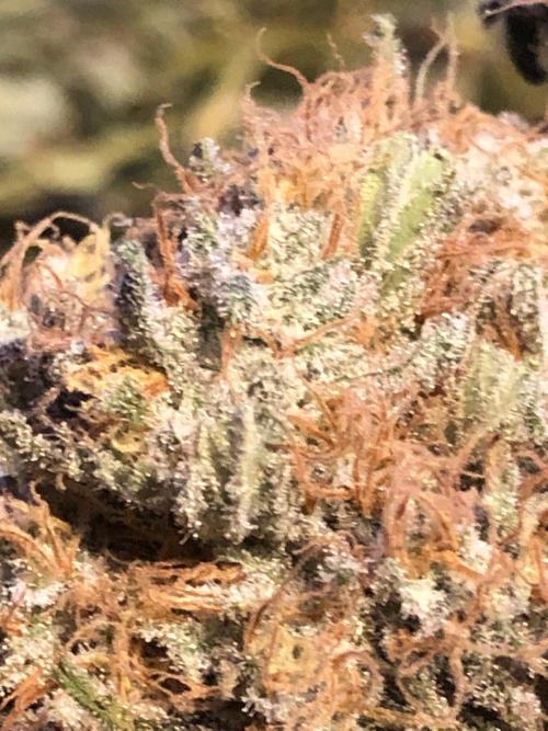 White Domina Kannabia Indoor Spring 26. Week 19