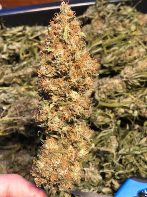 White Domina Kannabia Indoor Spring 26. Week 19