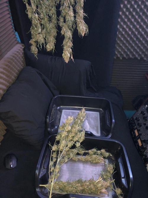 Colombian Jack Kannabia Indoor Spring 26. Week 19