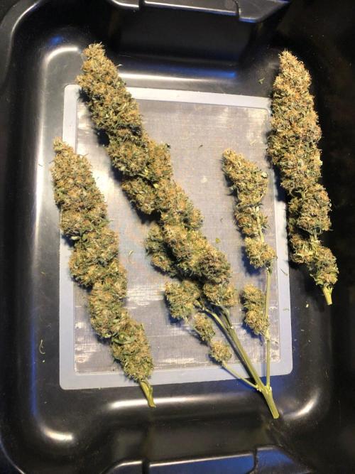 Colombian Jack Kannabia Indoor Spring 26. Week 19
