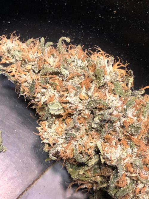 Colombian Jack Kannabia Indoor Spring 26. Week 19