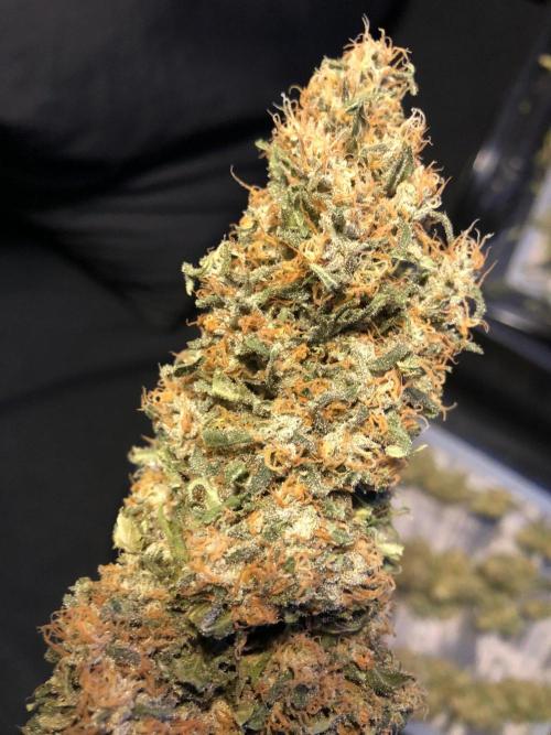 Colombian Jack Kannabia Indoor Spring 26. Week 19