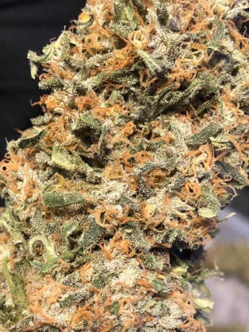 Colombian Jack Kannabia Indoor Spring 26. Week 19