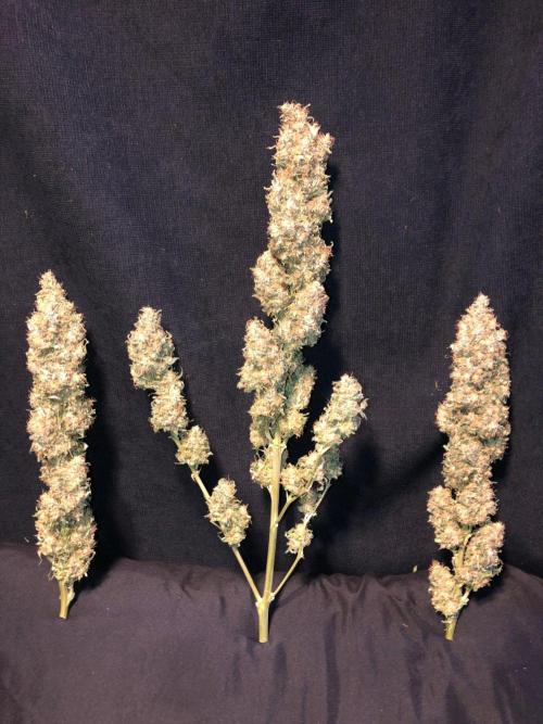 Colombian Jack Kannabia Indoor Spring 26. Week 19