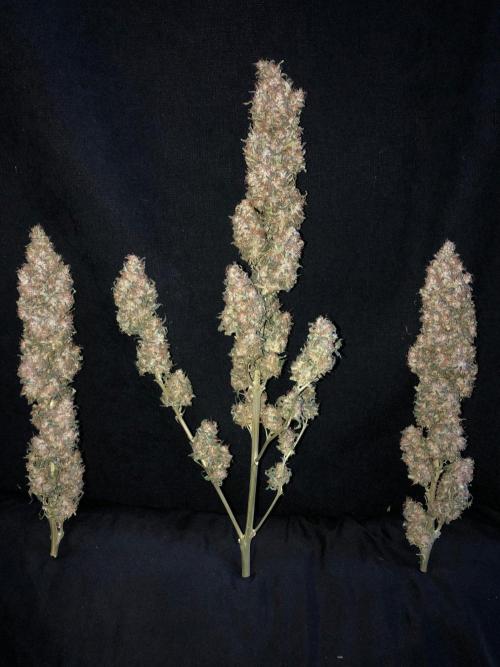 Colombian Jack Kannabia Indoor Spring 26. Week 19