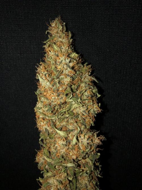 Colombian Jack Kannabia Indoor Spring 26. Week 19
