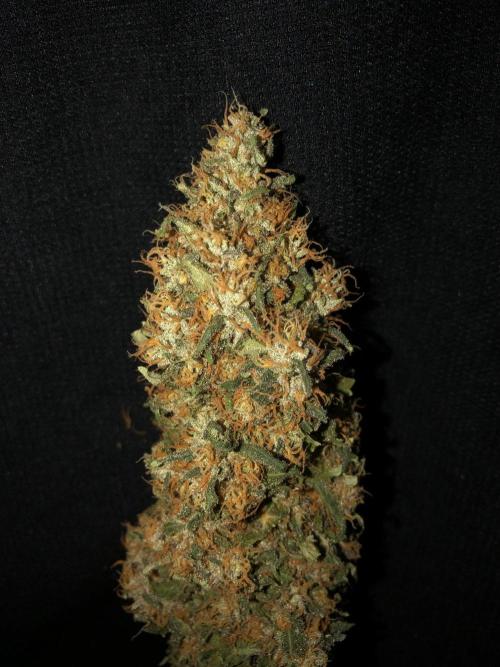 Colombian Jack Kannabia Indoor Spring 26. Week 19