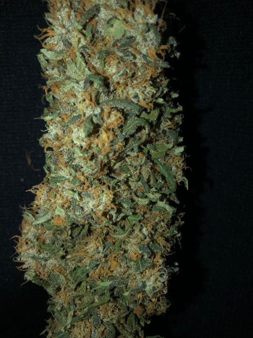Colombian Jack Kannabia Indoor Spring 26. Week 19