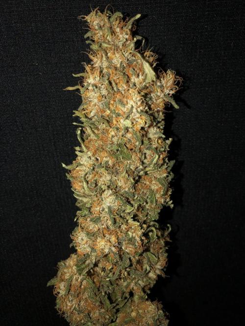 Colombian Jack Kannabia Indoor Spring 26. Week 19
