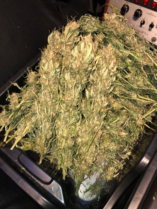 Colombian Jack Kannabia Indoor Spring 26. Week 19