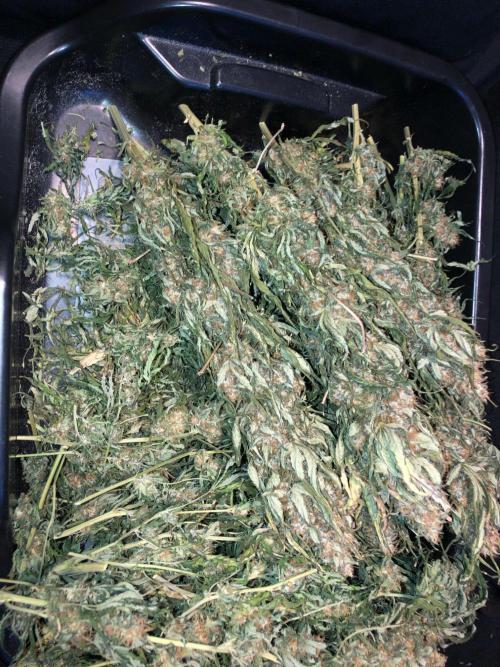Colombian Jack Kannabia Indoor Spring 26. Week 19