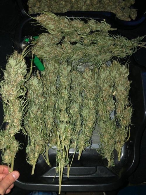 Colombian Jack Kannabia Indoor Spring 26. Week 19
