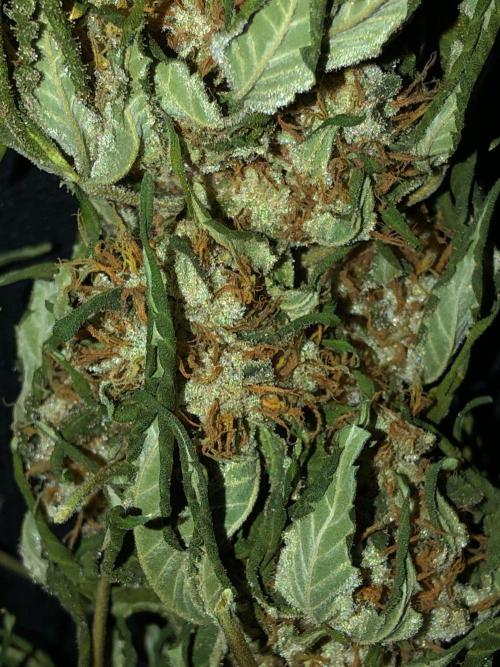 Karibbean Mango Indoor Spring 26. Week 18