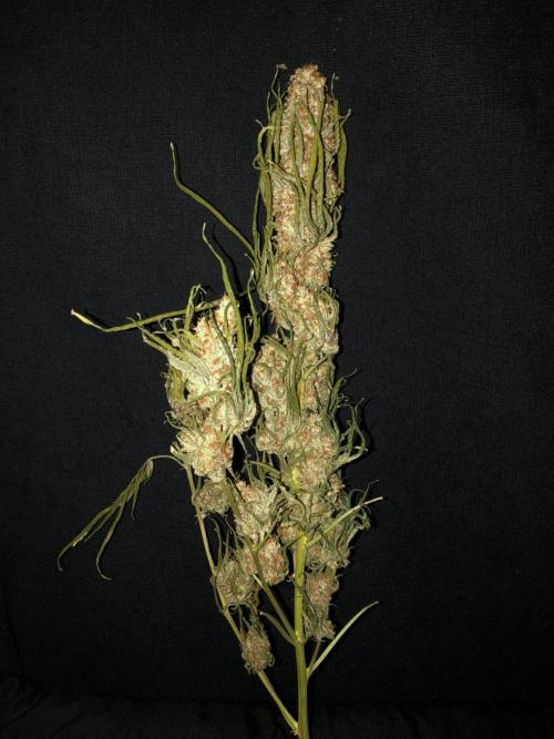 Critical Purple Kush Seedsman Indoor. Week 19