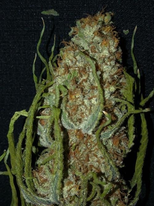 Critical Purple Kush Seedsman Indoor. Week 19