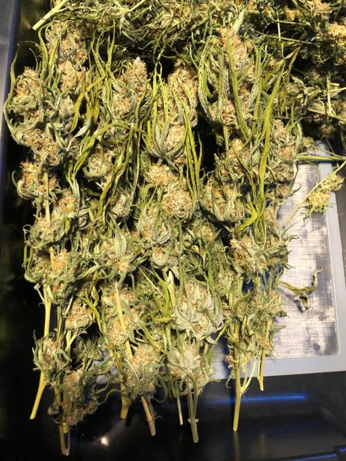 Critical Purple Kush Seedsman Indoor. Week 19