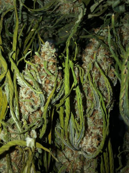 Critical Purple Kush Seedsman Indoor. Week 19