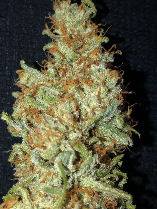 Critical Purple Kush Seedsman Indoor. Week 19