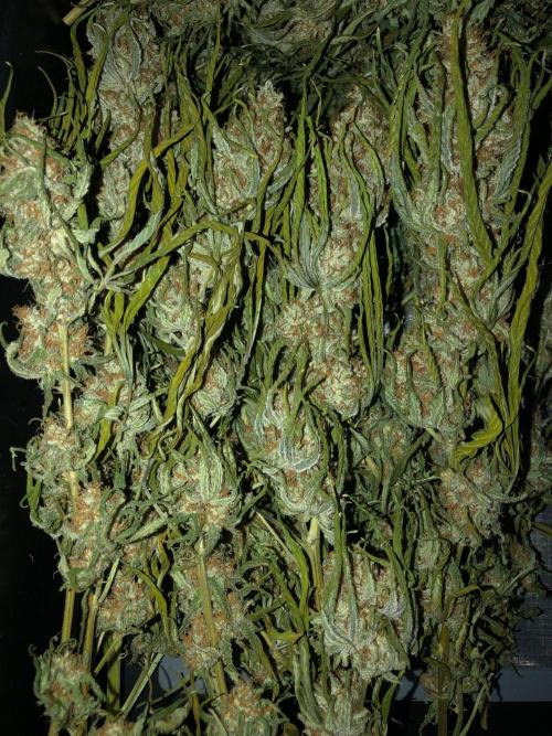 Critical Purple Kush Seedsman Indoor. Week 19