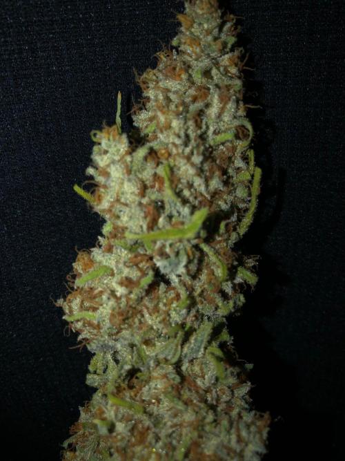 Critical Purple Kush Seedsman Indoor. Week 19