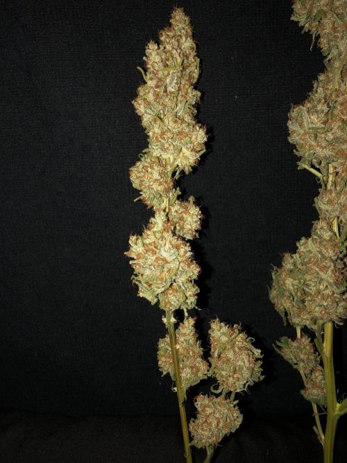 Critical Purple Kush Seedsman Indoor. Week 19