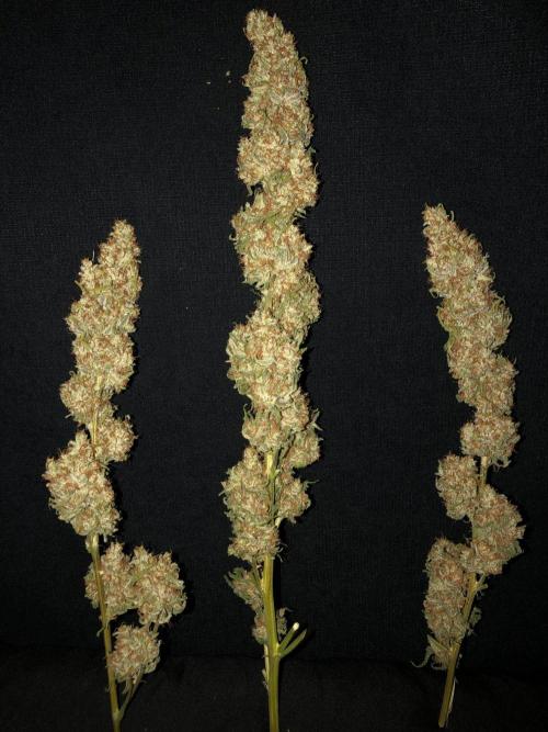 Critical Purple Kush Seedsman Indoor. Week 19
